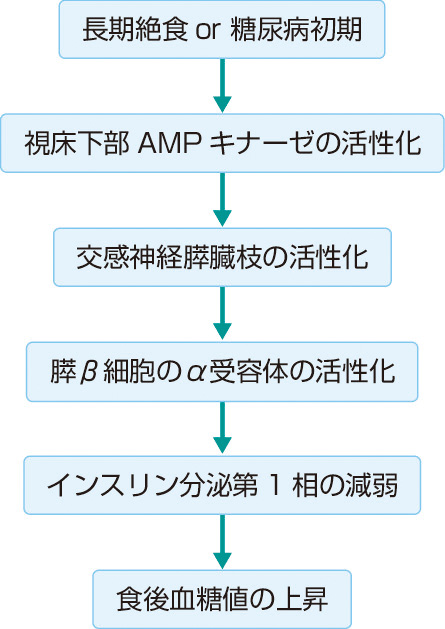 図3　長期絶食または糖尿病初期のインスリン分泌第1相の減弱の機序． 