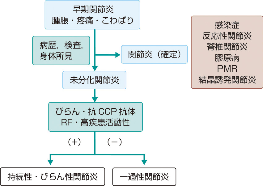 図1　早期関節炎に対するマネジメント (American College of Rheumatology Ad Hoc Committee on Clinical Guidelines，1996より作成)． CCP: cyclic citrullinated peptide (環状シトルリン化ペプチド)．