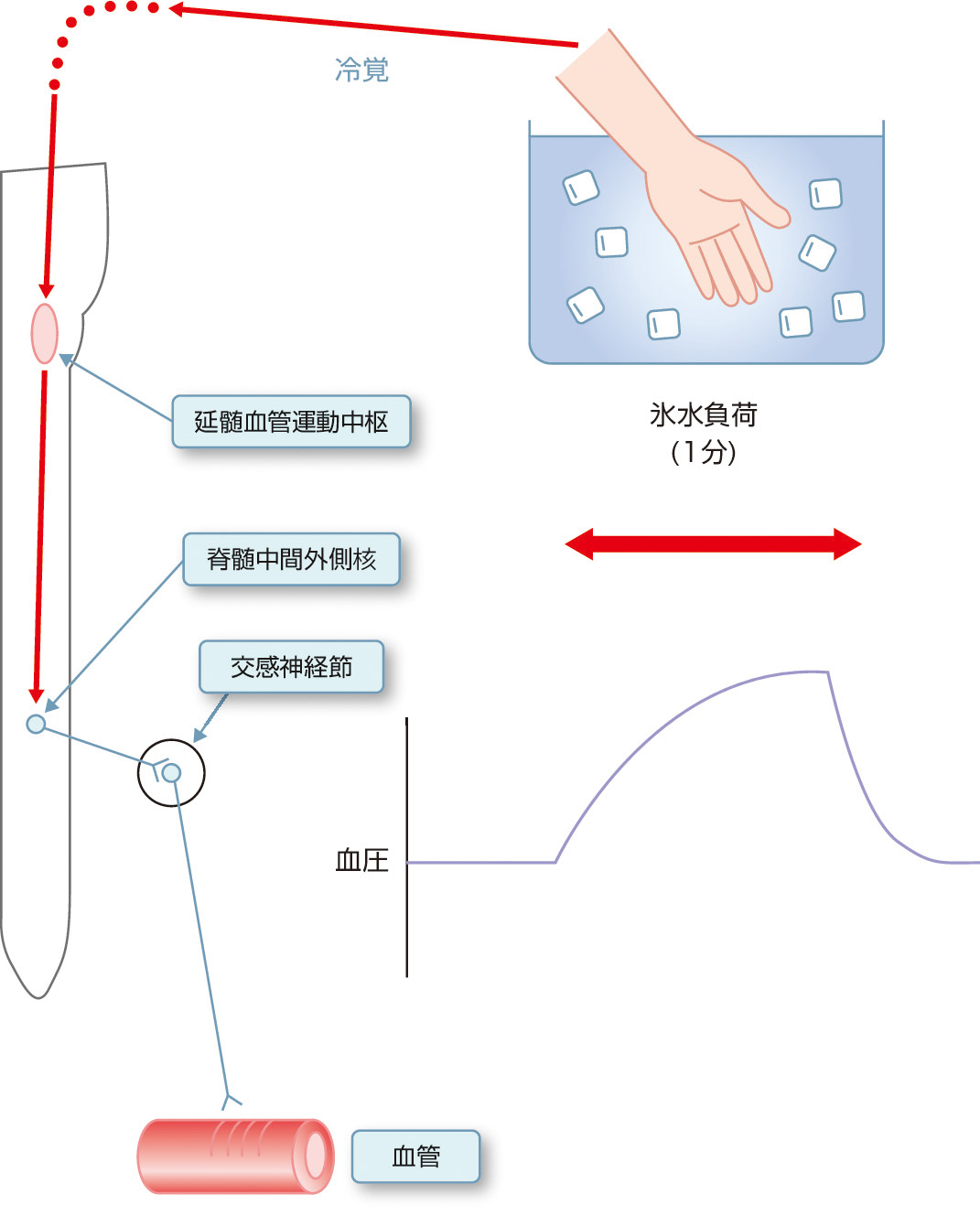 ⓔ図18-4-26　寒冷昇圧試験の模式図 (岡 尚省：古典的血行力学負荷手技．自律神経機能検査 第5版 (日本自律神経学会編)，文光堂，2015; 150–153) 