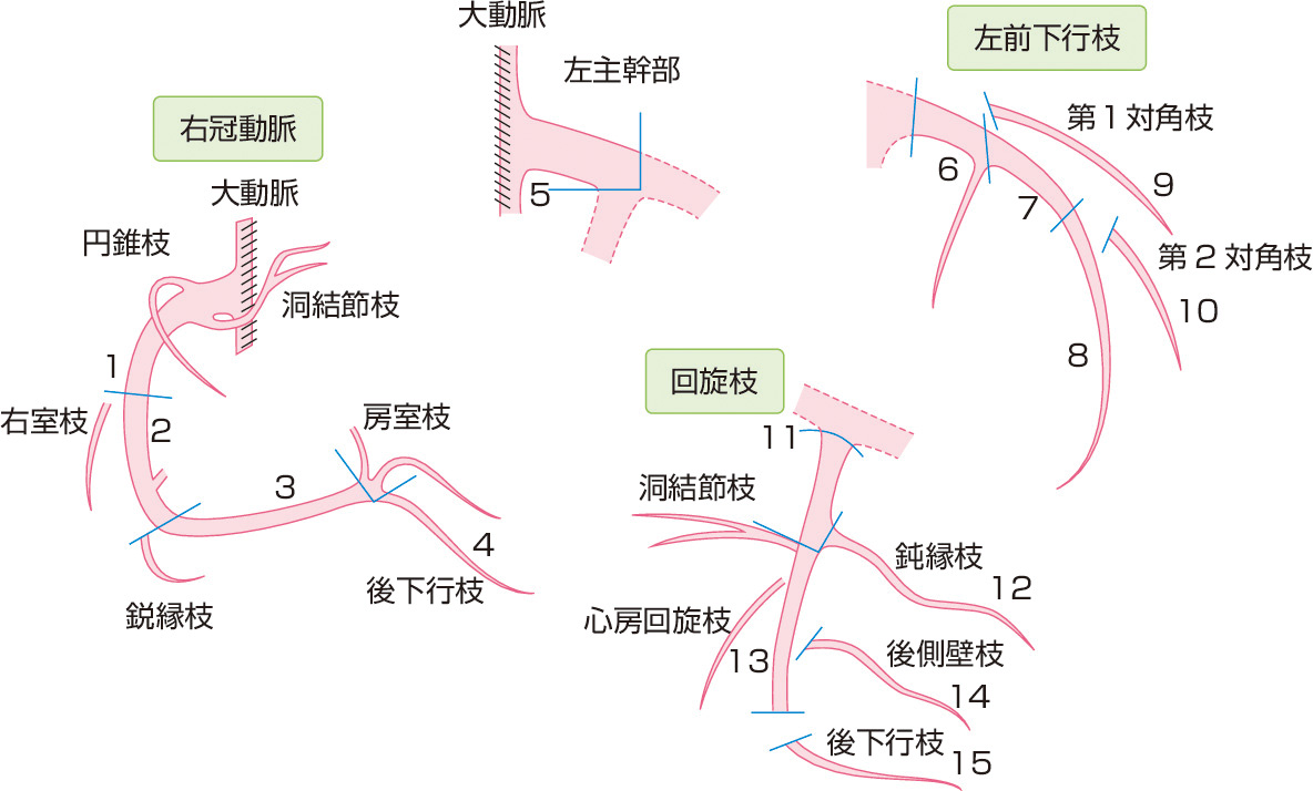 ⓔ図8-7-1　冠動脈のAHA分類 