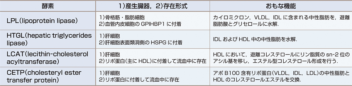 ⓔ表16-4-2　リポ蛋白代謝に関与する主要酵素 